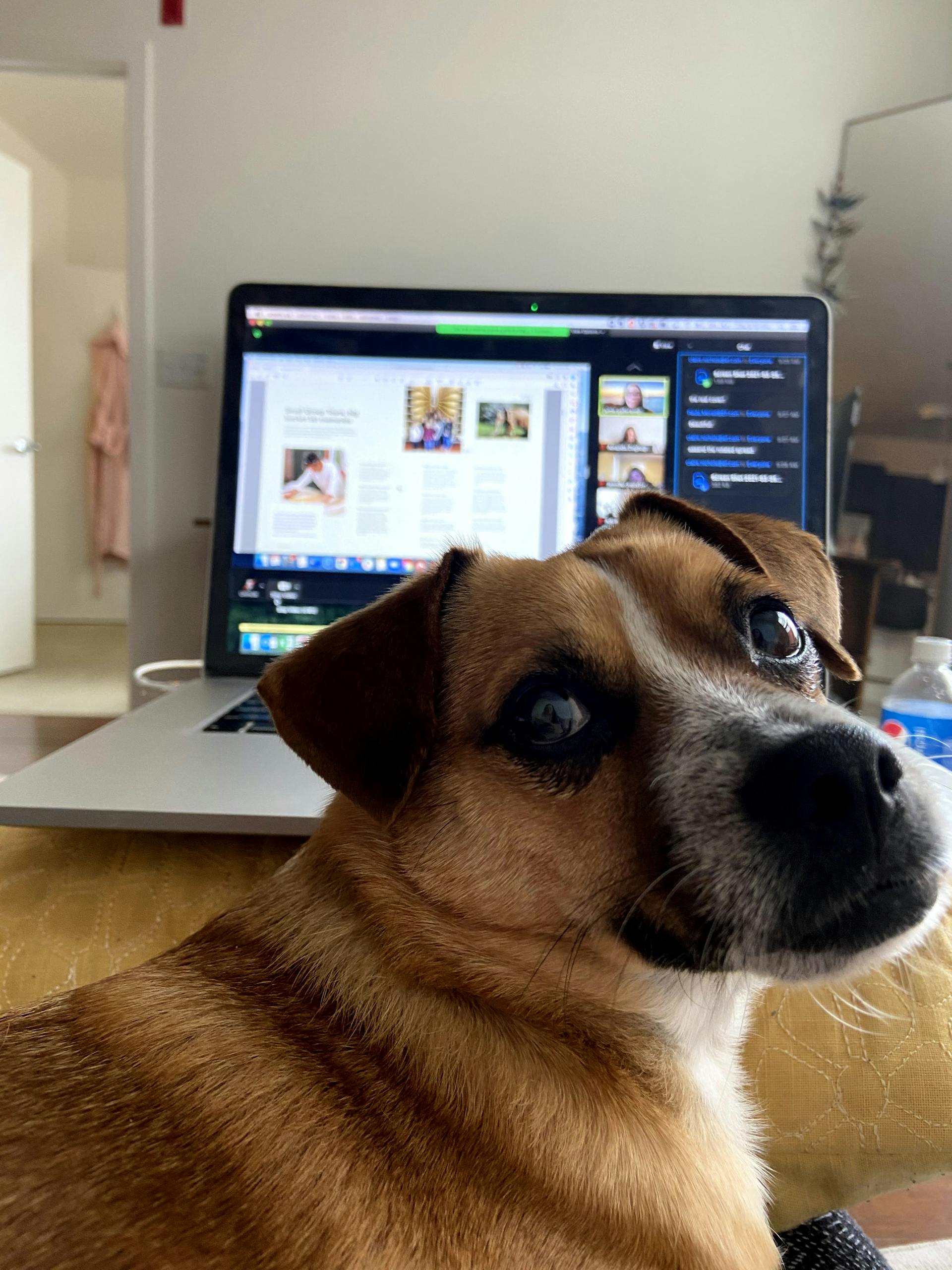 a dog sitting in front of a laptop