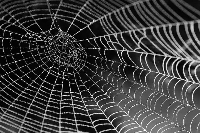 Spider web with beads of water